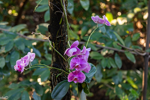 phalaenopsis mothorchids monopodial epiphytes lithophytes canon100400l winter july 2019 grey white maroon black nature striking scenic macro orchid garden plants picturesque grand serene bokeh light outside kuranda queensland australia vivvivekananda photography seasonal flower httpswwwflickrcomphotosvivvivekananda new pretty httpswwwfluidrcomphotosvivvivekananda lovely large mature beauty cool canon5div - 10 Best Things To Do In Paris: Experience The Magic Like A Local