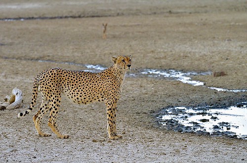 southafrica cheetah acinonyxjubatus steppe spring - 10 Best Things To Do In Paris: Experience The Magic Like A Local