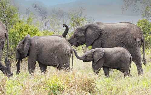 elephants herd family juveniles baby rain krugernationalpark southafrica safari goodomen savanah - 10 Best Things To Do In Paris: Experience The Magic Like A Local
