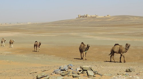 morocco merzouga camel desert animal - 10 Best Things To Do In Paris: Experience The Magic Like A Local
