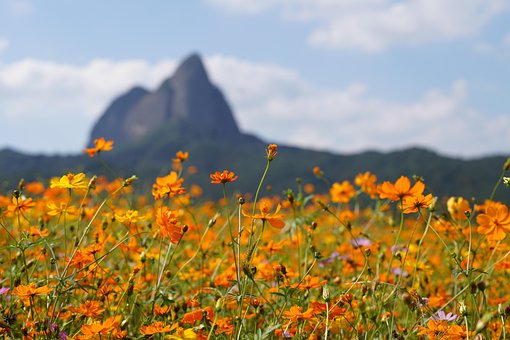 maisan provincial park, wildflowers, orange flowers, meadow, field, south korea, jinan county, nature, landscape, wildflowers, orange flowers, orange flowers, south korea, south korea, south korea, south korea, south korea - 10 Best Things To Do In Paris: Experience The Magic Like A Local