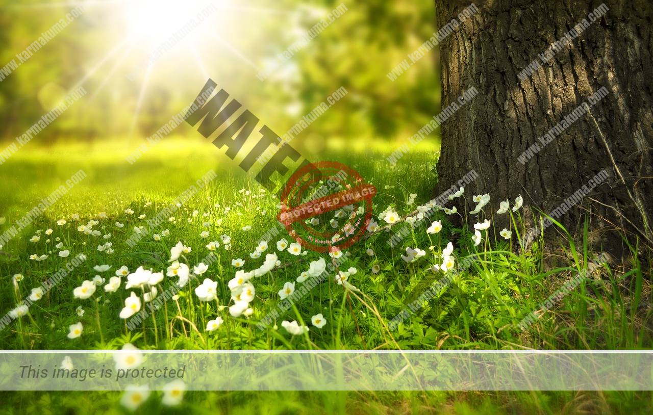 flowers, meadow, sunlight-276014.jpg